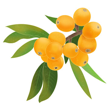 國風(fēng)手繪樹枝上的枇杷插畫