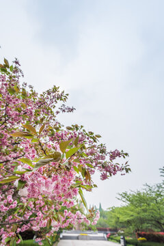 南京雨花台盛开的樱花