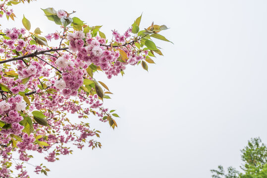 南京雨花台盛开的樱花