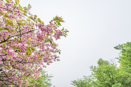 南京雨花台盛开的樱花