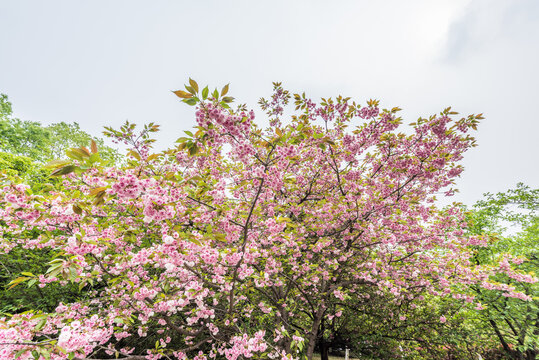 南京雨花台盛开的樱花