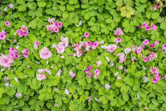 绿地和樱花花瓣特写