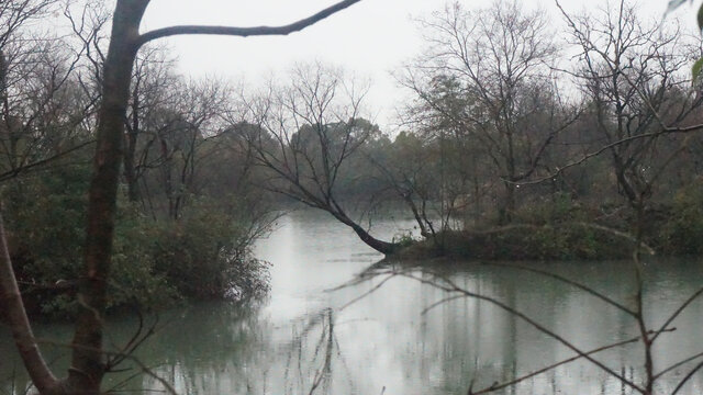 湿地小景