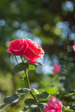 逆光红色月季花