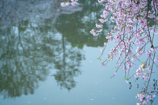 武汉东湖樱园樱花