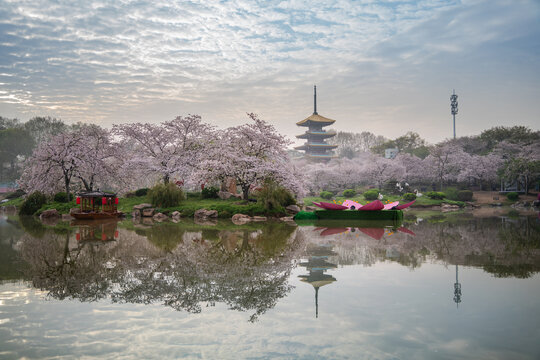 武汉东湖樱园樱花