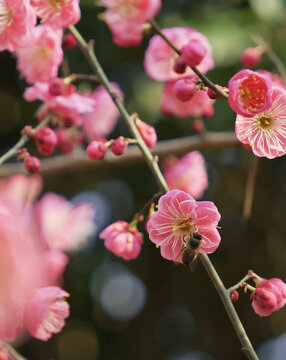 蜜蜂与桃花