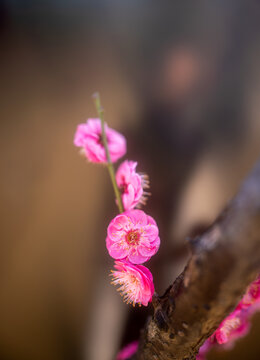 梅花