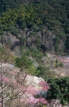 园林梅花