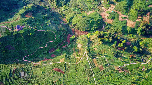 茶山晨韵