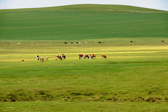 草原牧场放牧牛群