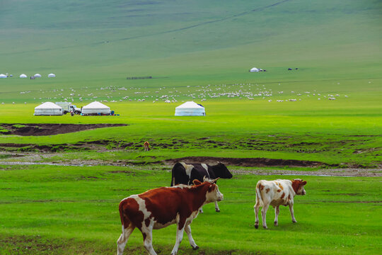 草原牧场蒙古包牛群羊群