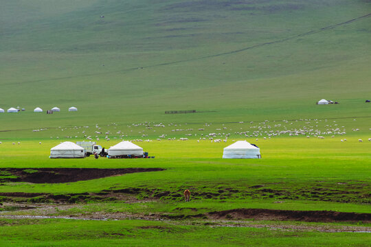 绿色草原蒙古包羊群