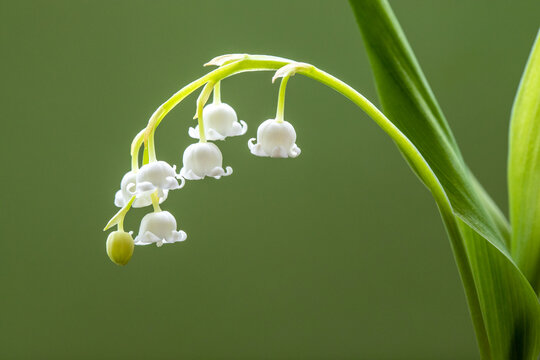 铃兰花