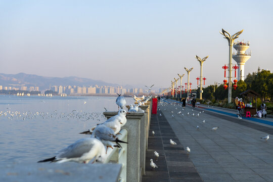 海埂大坝