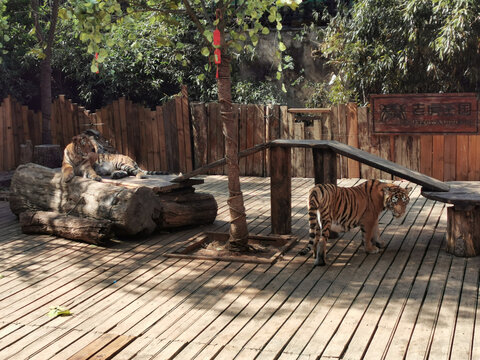 动物园的老虎