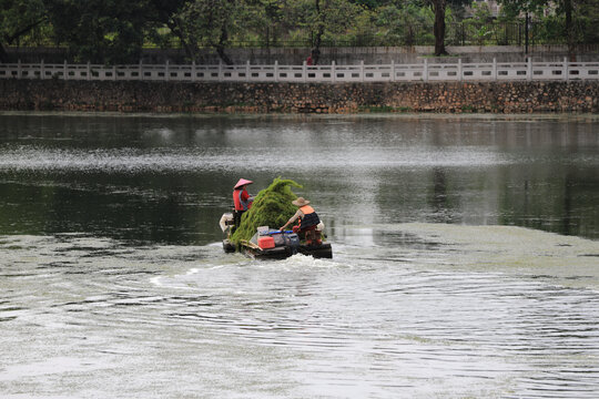 惠州西湖除草工人