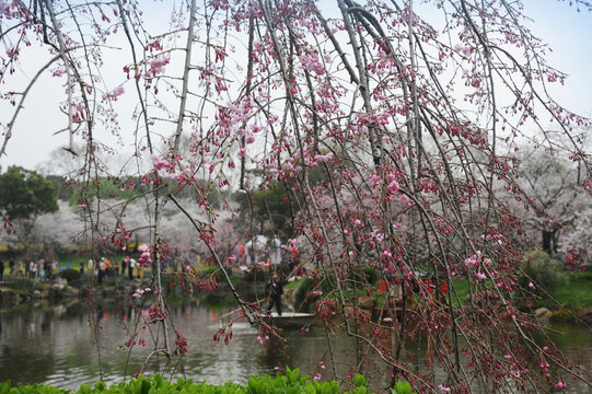 花卉美景