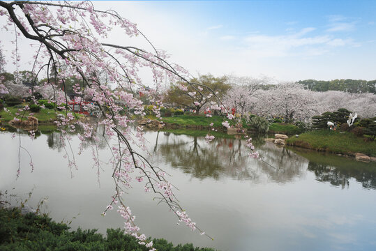 风景