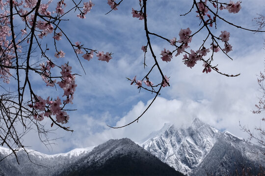 雪山桃花