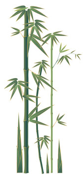 竹子插畫