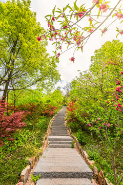 南京栖霞山的樱花