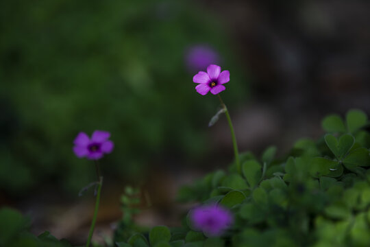 红花酢浆草