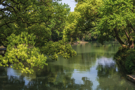 西溪湿地的绿色
