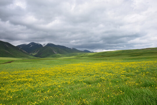 新疆伊犁托乎拉苏草原风景