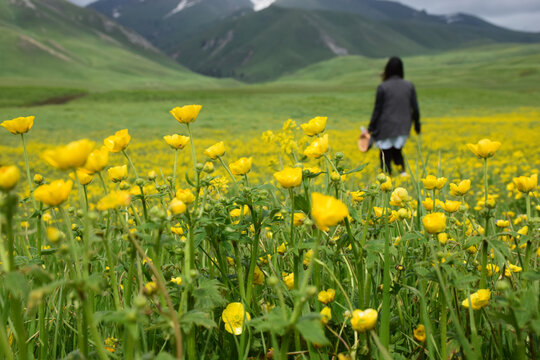新疆伊犁托乎拉苏草原风景