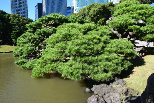 日本东京滨离宫恩赐庭园风景