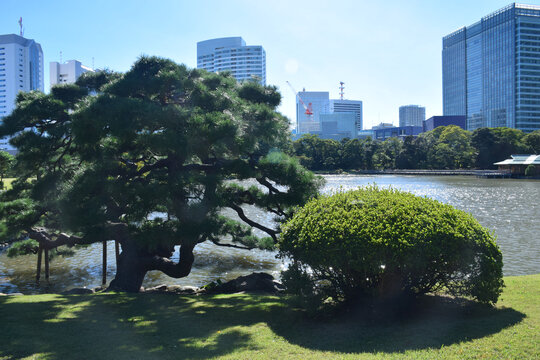 日本东京滨离宫恩赐庭园风景