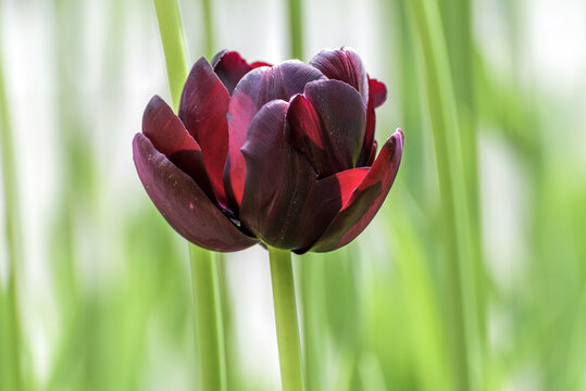 郁金香花朵特写