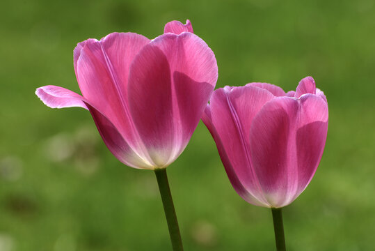 玫红色郁金香花朵特写