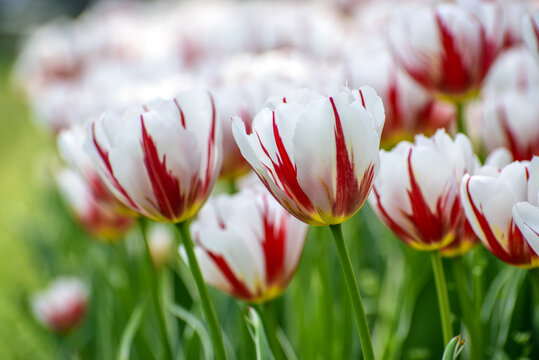 郁金香花海