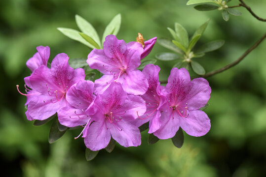 杜鹃花