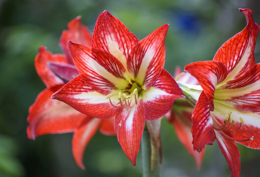 盛开的百合花