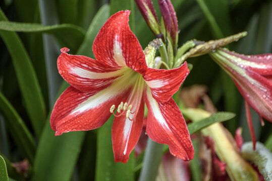 雨中的百合花