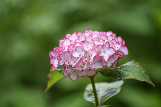 粉色绣球花