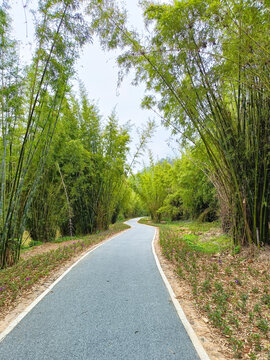 竹林栈道