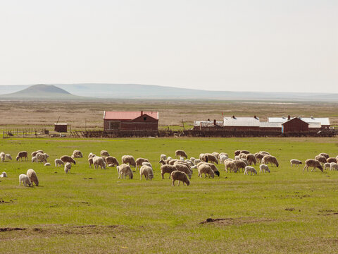 春天牧场羊群民居