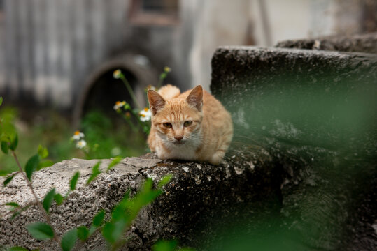 流浪猫