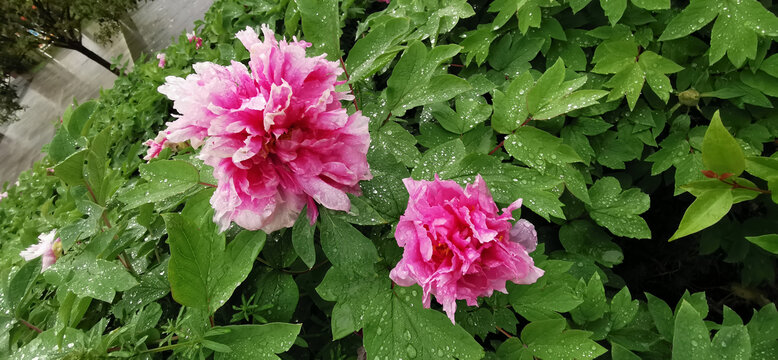 雨中牡丹花