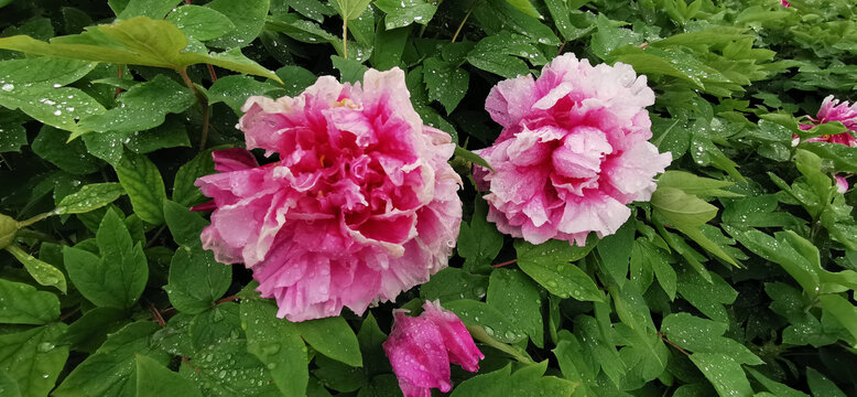 雨中牡丹花