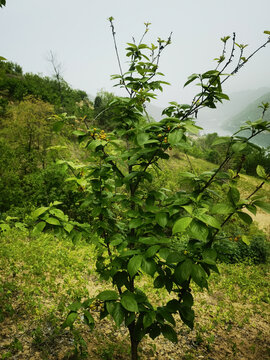 櫻桃樹