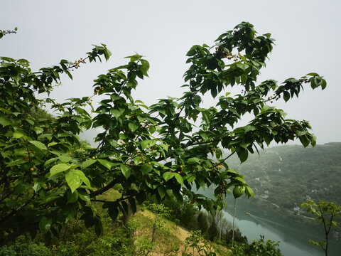 櫻桃樹