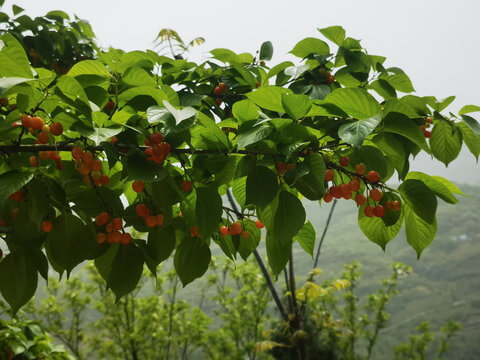 櫻桃樹