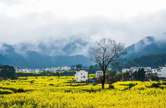 婺源江岭