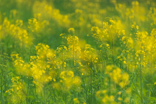 唯美油菜花