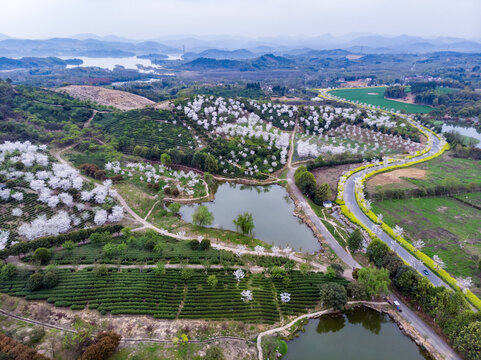 丘陵茶园